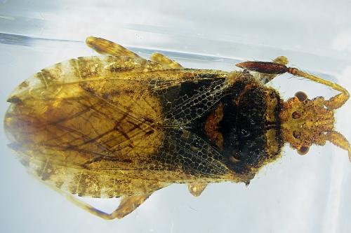 Strobilotoma typhaecornis